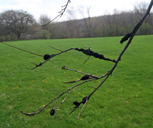 Alder Tree Service photo 4