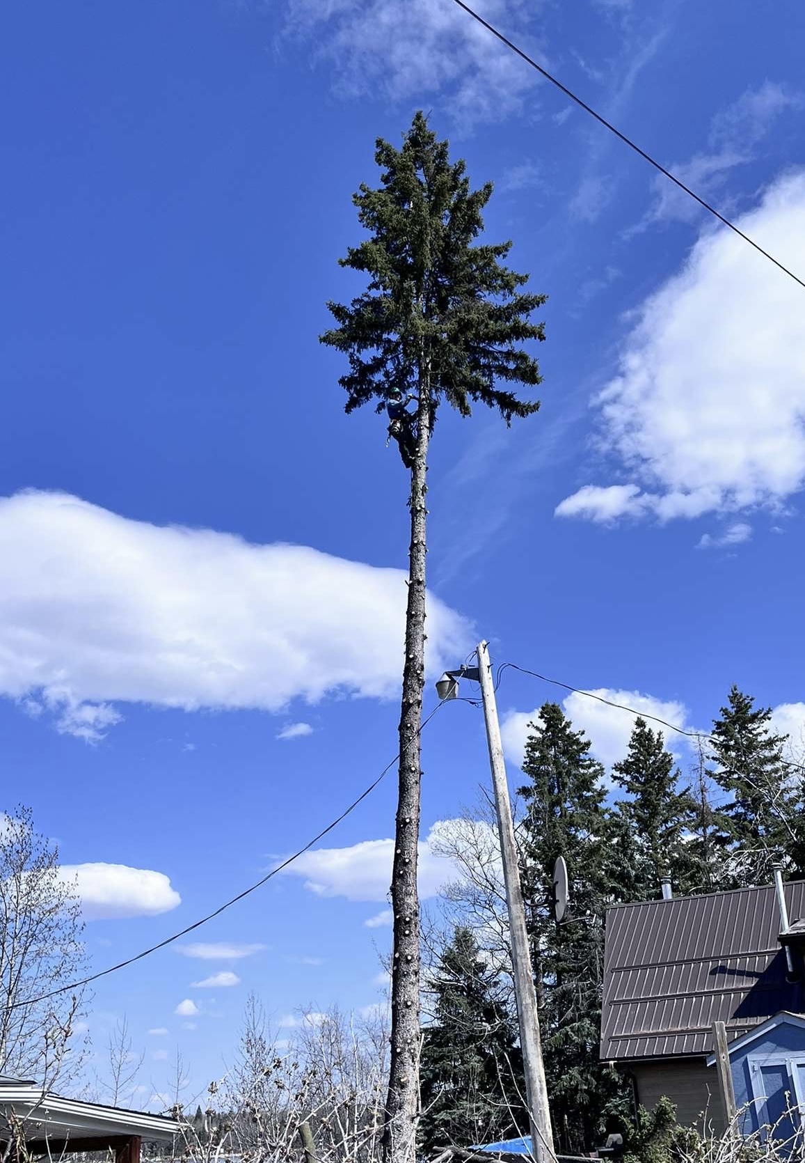 Alder Tree Service photo 2