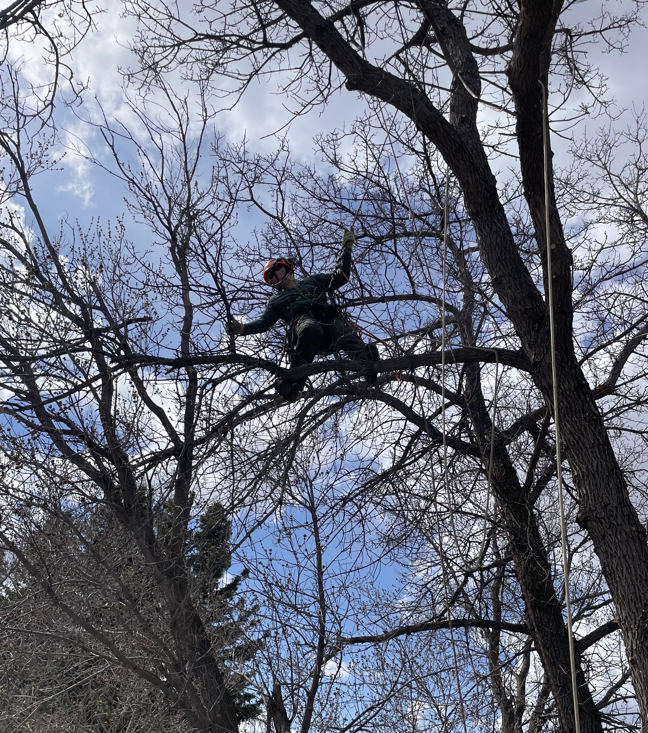 Alder Tree Service photo 3